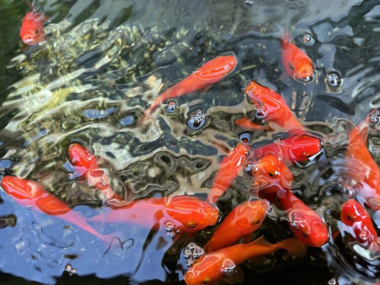 Katsushika Goldfish Exhibition