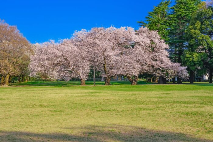 Kinuta Park Cherry Blossom Sakura