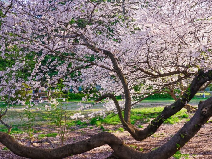 Kinuta Park Cherry Blossom Sakura