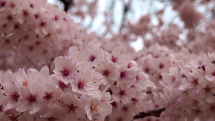 Kinuta Park Cherry Blossom Sakura