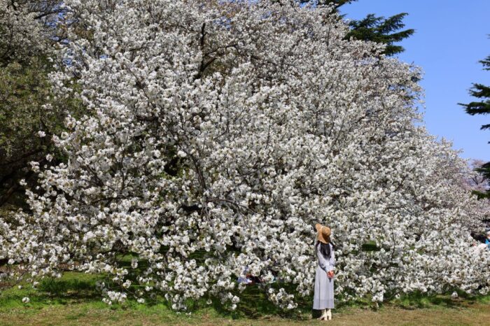 Kinuta Park Cherry Blossom Sakura
