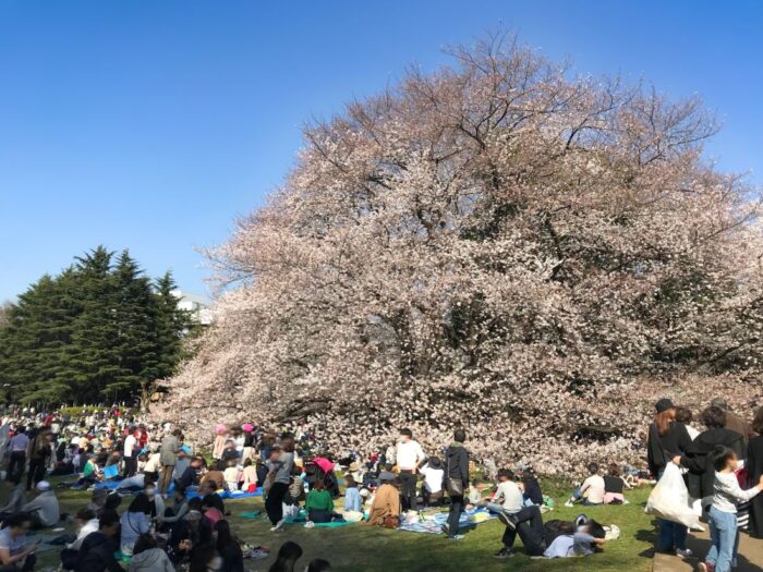 Kinuta Park Cherry Blossom Sakura