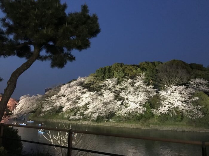 KitanoMaru Park Cherry Blossom Chiyoda