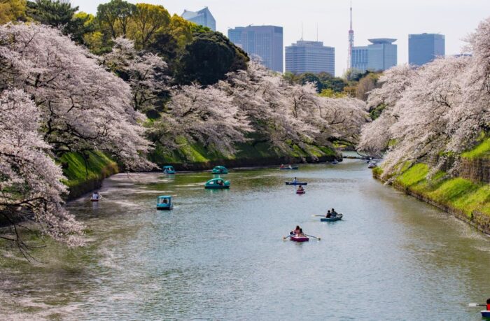 KitanoMaru Park Cherry Blossom Chiyoda