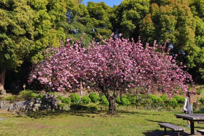 Kiyosumi Garden Tokyo