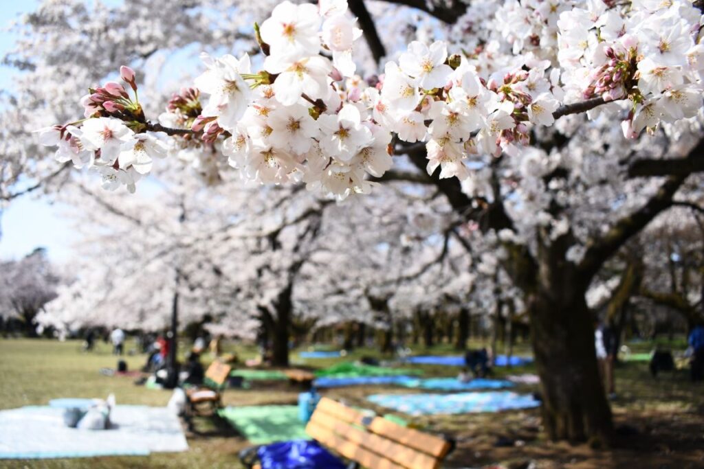 Koganei Park Cherry Blossom