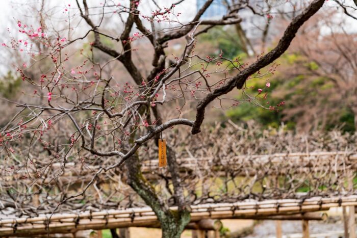 Koishikawa Botanical Garden
