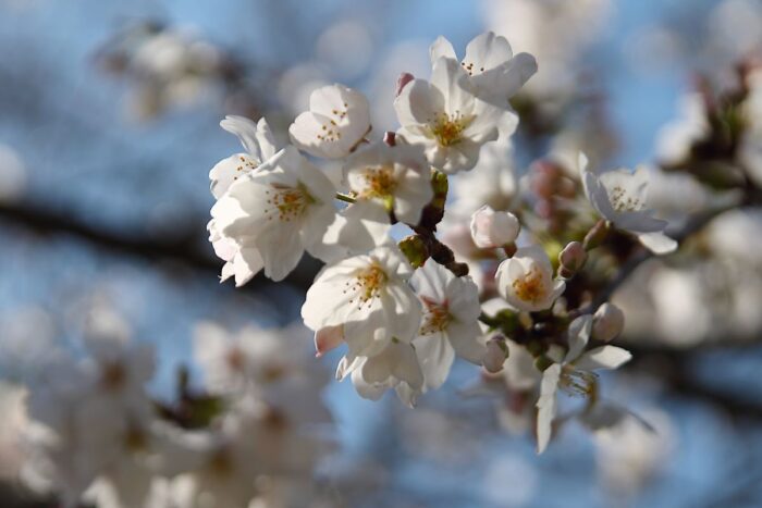 Koishikawa Botanical Garden