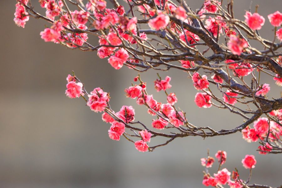 Koubai Park Itabashi Plum Blossom