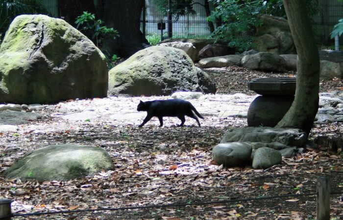 Kyu Iwasaki tei Gardens