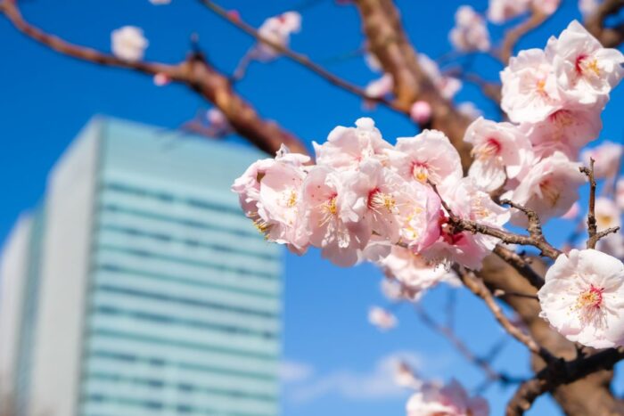 Kyu Shiba Rikyu Garden
