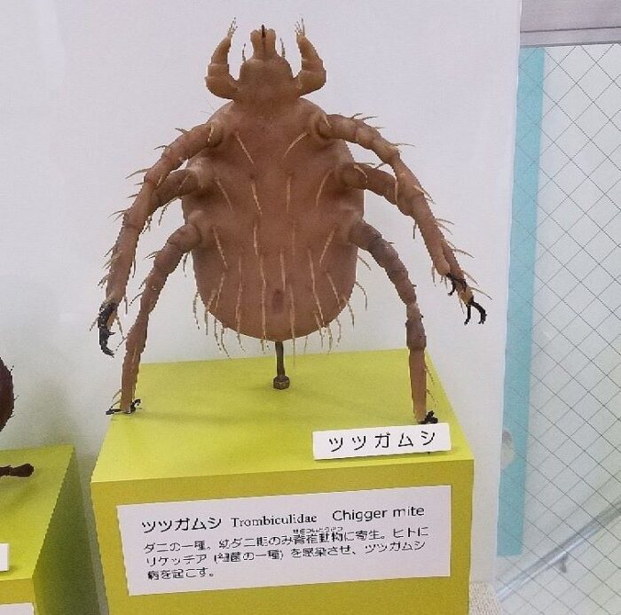 Meguro Parasitological Museum