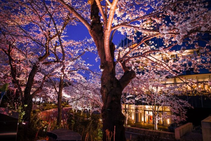 Midtown Garden Cherry Blossom Tokyo