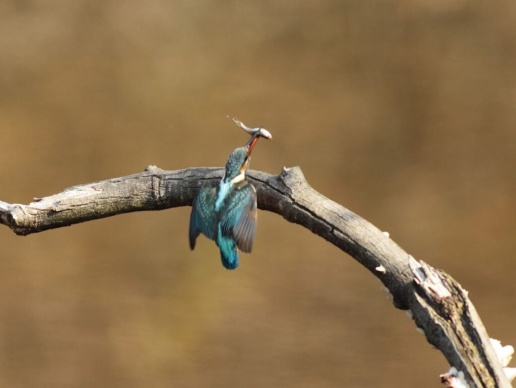 Mizumoto Kawasemi no Sato
