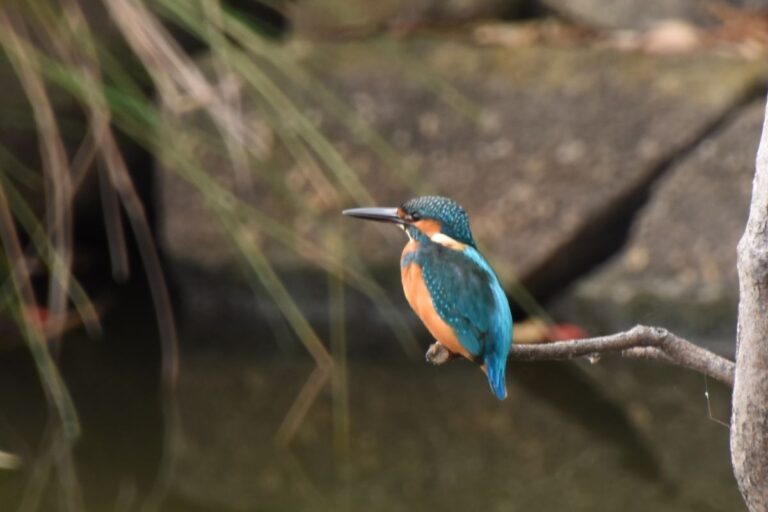 Mizumoto Kawasemi no Sato
