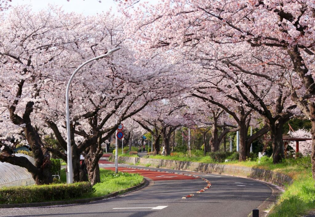 Mizumoto Park Cherry Blossom