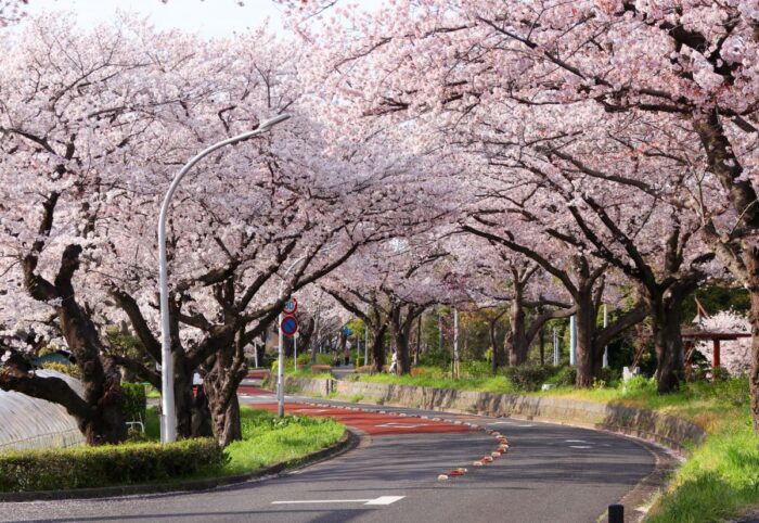 Mizumoto Park Cherry Blossom