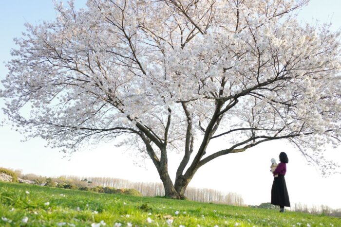 Mizumoto Park Cherry Blossom