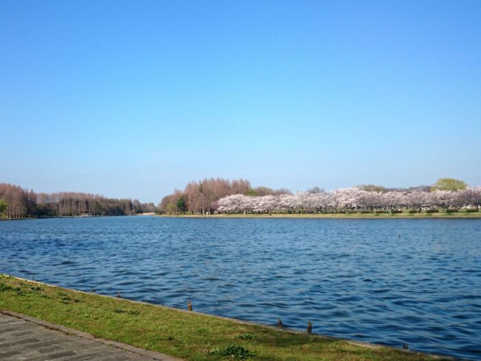 Mizumoto Park Cherry Blossom