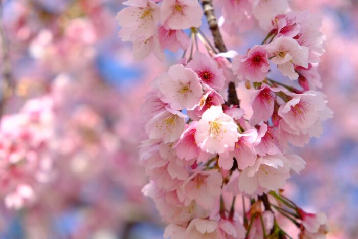 Mizumoto Park Cherry Blossom