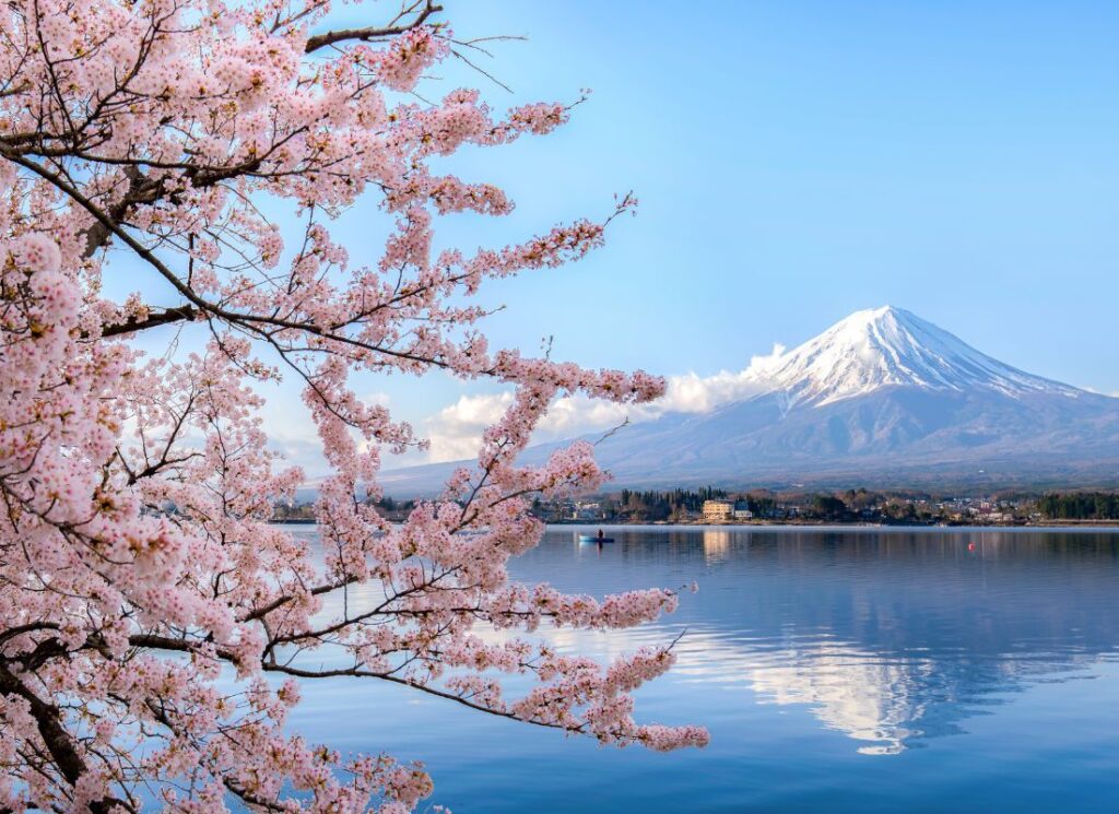 Mount Fuji view with cherry blossom from Lake Kawaguchiko