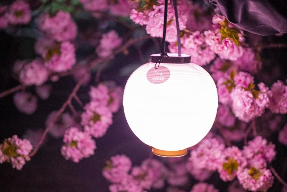 NAKED Sakura Night Garden at Shinjuku Gyoen