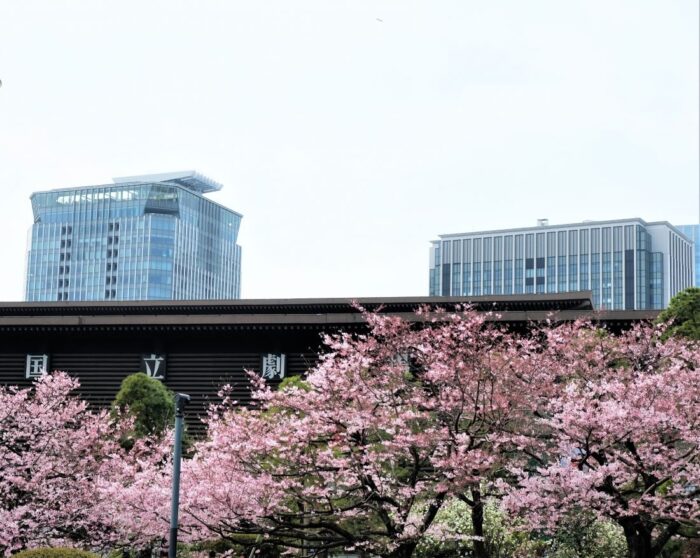 National Theter Cherry Blossom Tokyo