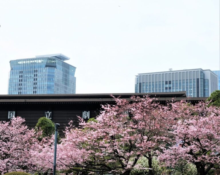 National Theter Cherry Blossom Tokyo