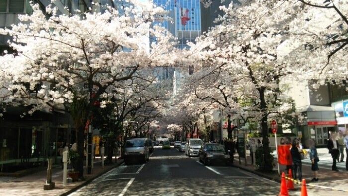 Nihonbashi Sakura Dori