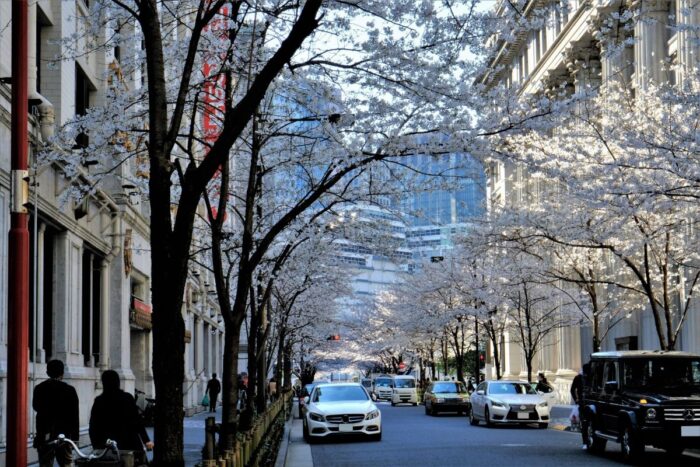Nihonbashi Sakura Dori