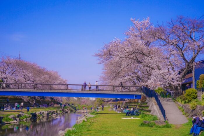 Nogawa Riverside Chery Blossom Sakura Chofu