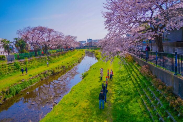 Nogawa Riverside Chery Blossom Sakura Chofu