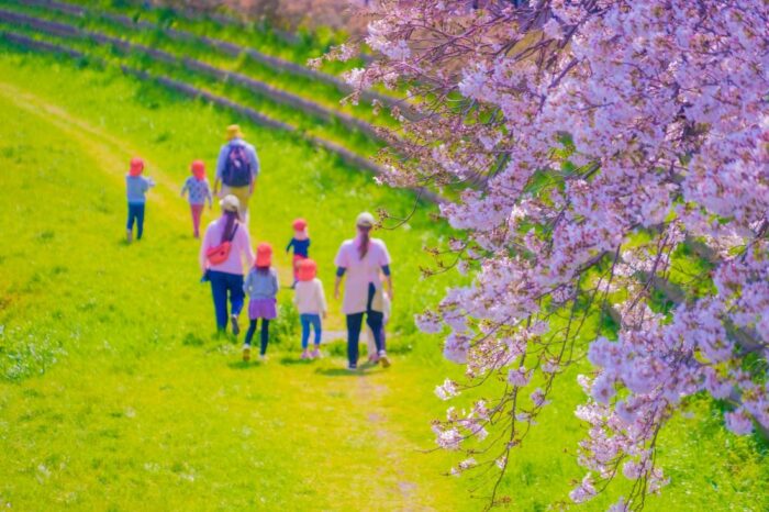 Nogawa Riverside Chery Blossom Sakura Chofu