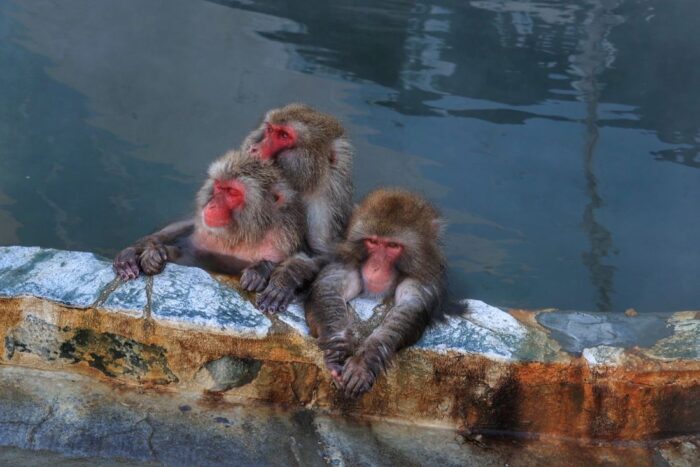 Onsens Japanese Hot Springs