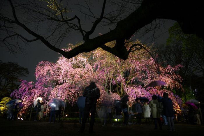 Rikugien Garden Cherry Blossom