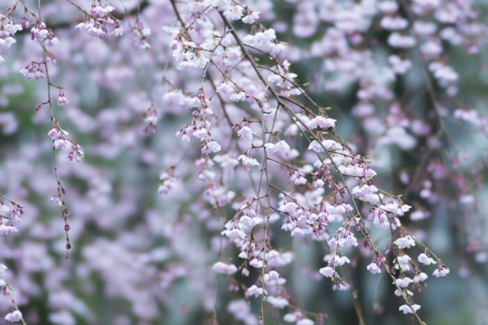 Rikugien Garden Cherry Blossom
