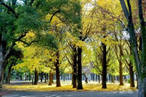 Roka Koshun en Gardens Setagaya Tokyo