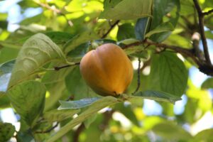 Roka Koshun en Gardens Setagaya Tokyo
