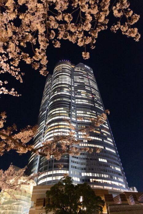 Roppongi Hills Mori Garden Cherry Blossom Sakura