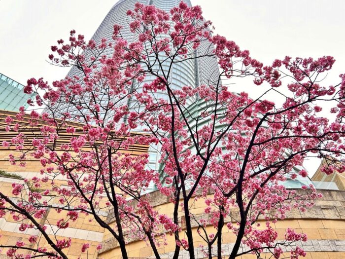 Roppongi Hills Mori Garden Cherry Blossom Sakura