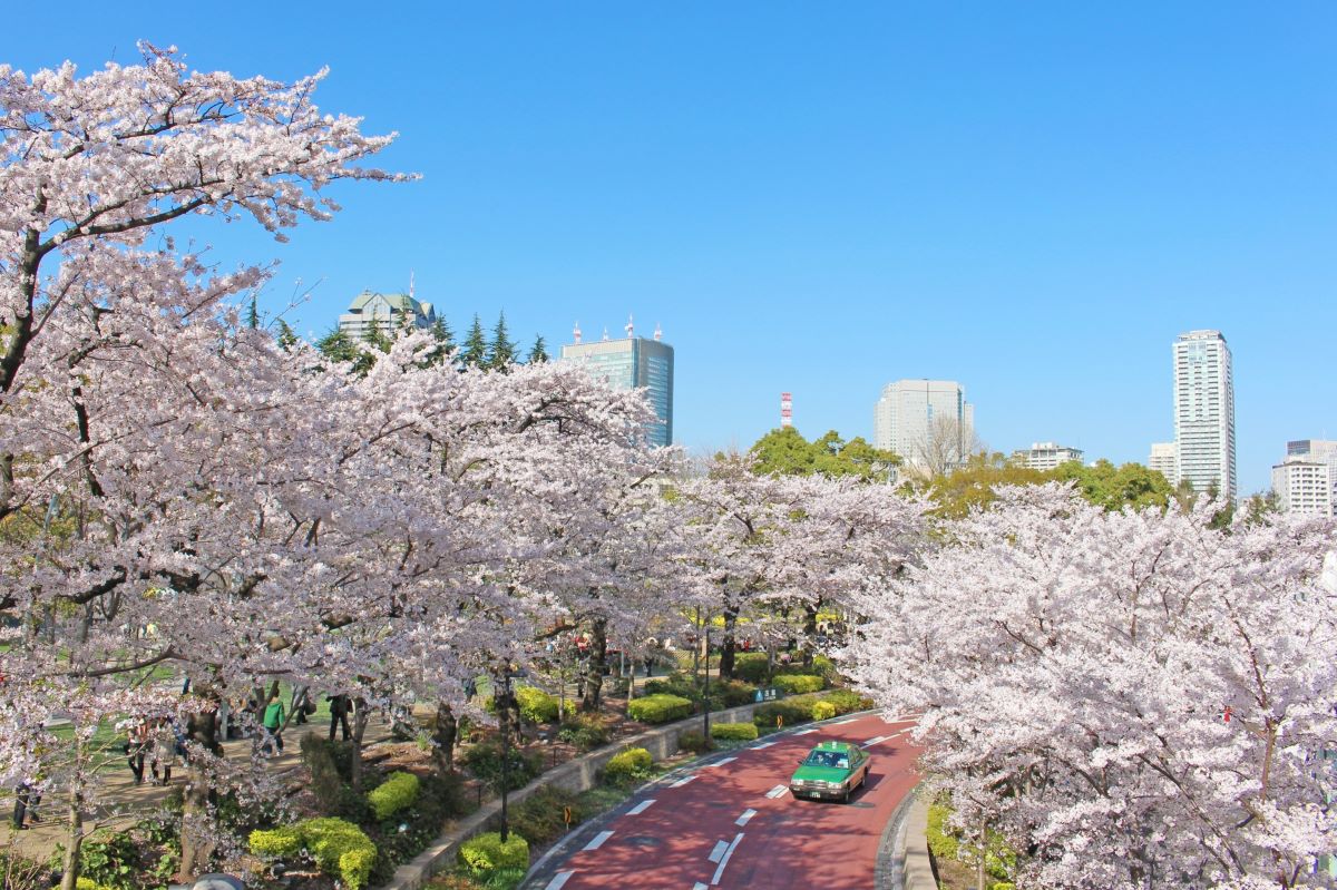 Roppongi Sakurazaka Cherry Blossom Viewing