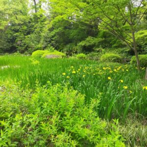 Serigaya Park Machida Tokyo