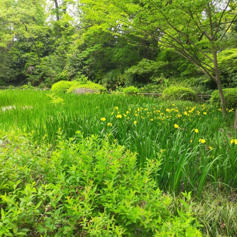 Serigaya Park Machida Tokyo