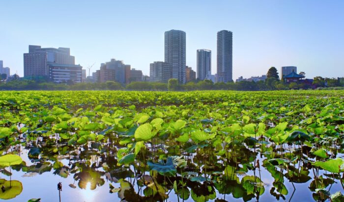 Shinobazu Pond Ueno park Tokyo