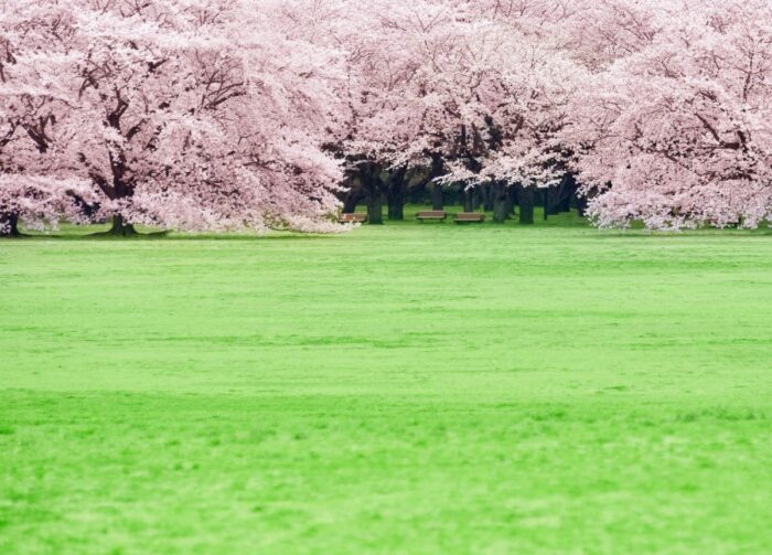 Showa Kinen Park Cherry blossom