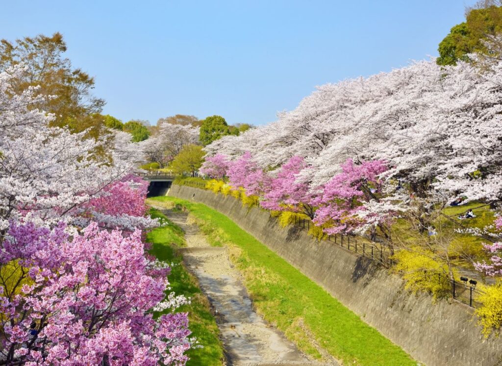 Showa Kinen Park Cherry blossom