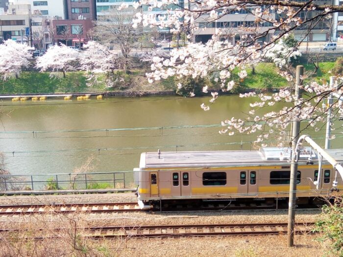 Sotobori Ichigaya Cherry Blossom Chiyoda