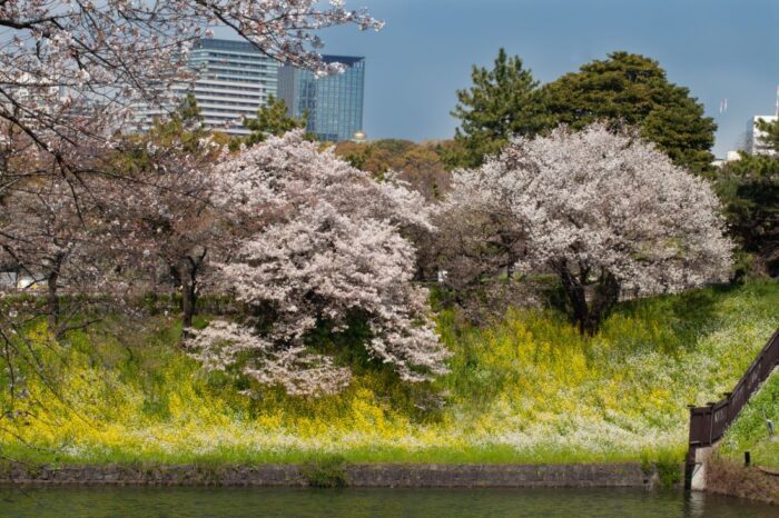Sotobori Ichigaya Cherry Blossom Chiyoda