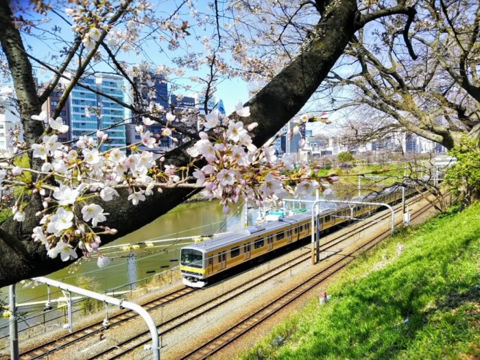 Sotobori Ichigaya Cherry Blossom Chiyoda