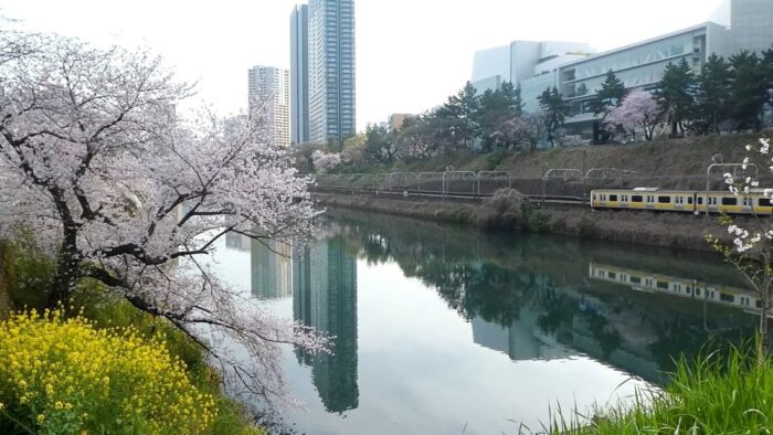 Sotobori Ichigaya Cherry Blossom Chiyoda